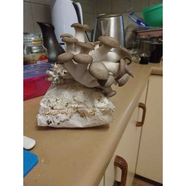 Black King Oyster Growing out of Rootlab Mushroom Growing Kit