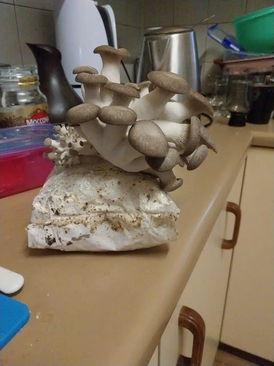 Black King Oyster Mushroom Grow Kit showing fresh mushrooms sprouting on a kitchen worktop with utensils in the background.