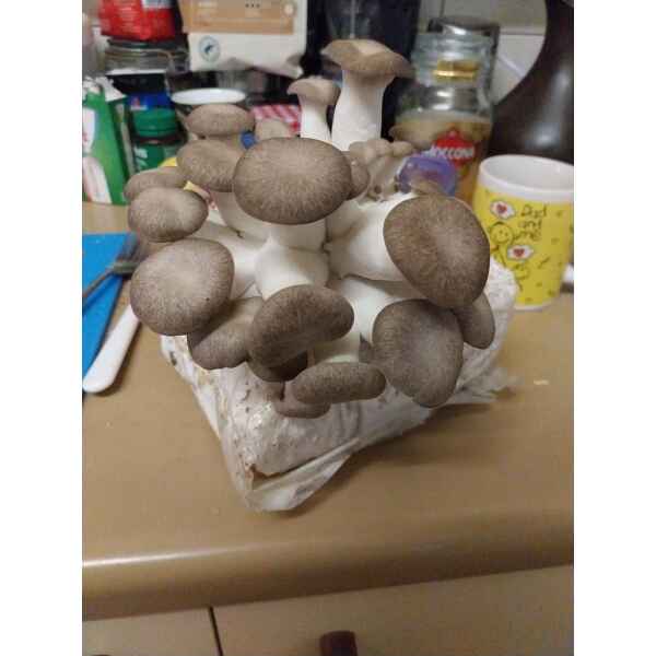 Black King Oyster Growing out of Rootlab Mushroom Growing Kit