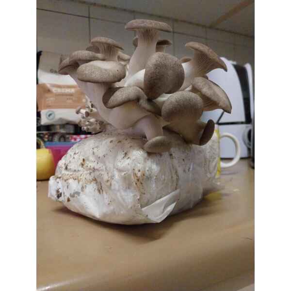 Black King Oyster Growing out of Rootlab Mushroom Growing Kit