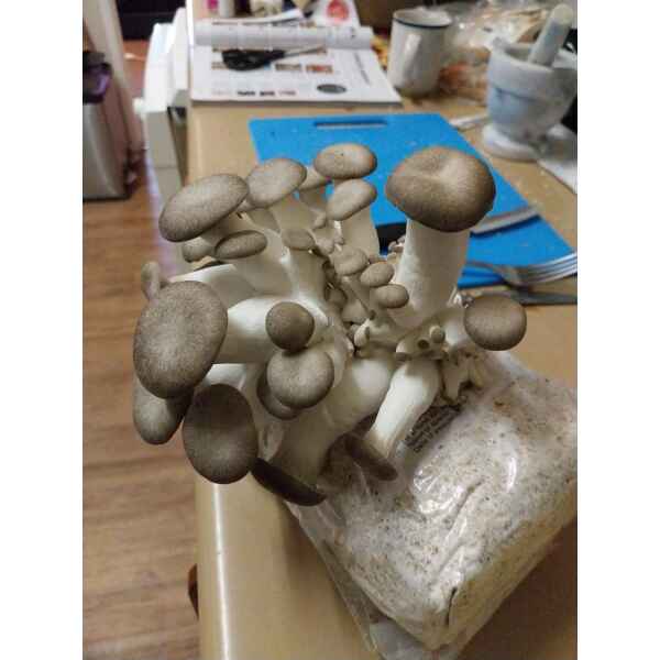 Black King Oyster Growing out of Rootlab Mushroom Growing Kit