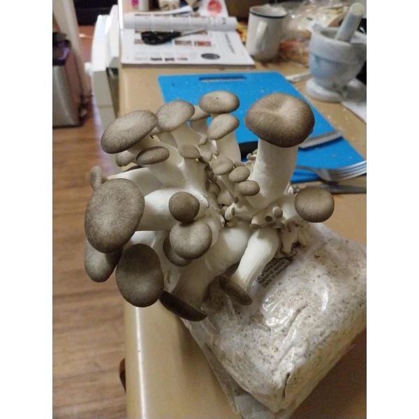Black King Oyster Growing out of Rootlab Mushroom Growing Kit