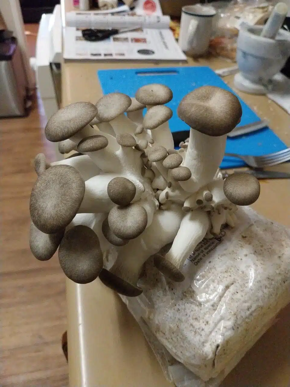 Using the Black King Oyster Mushroom Grow Kit, a cluster of oyster mushrooms grows from the substrate bag on a kitchen worktop.