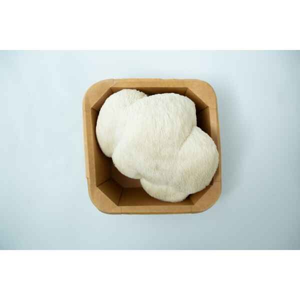 Lions Mane Punnet Mushroom Punnet | Fresh Lion's Mane Sydney | Collection only—fresh Lion's Mane mushrooms in a punnet, ready for Sydney foodies seeking top-quality produce.