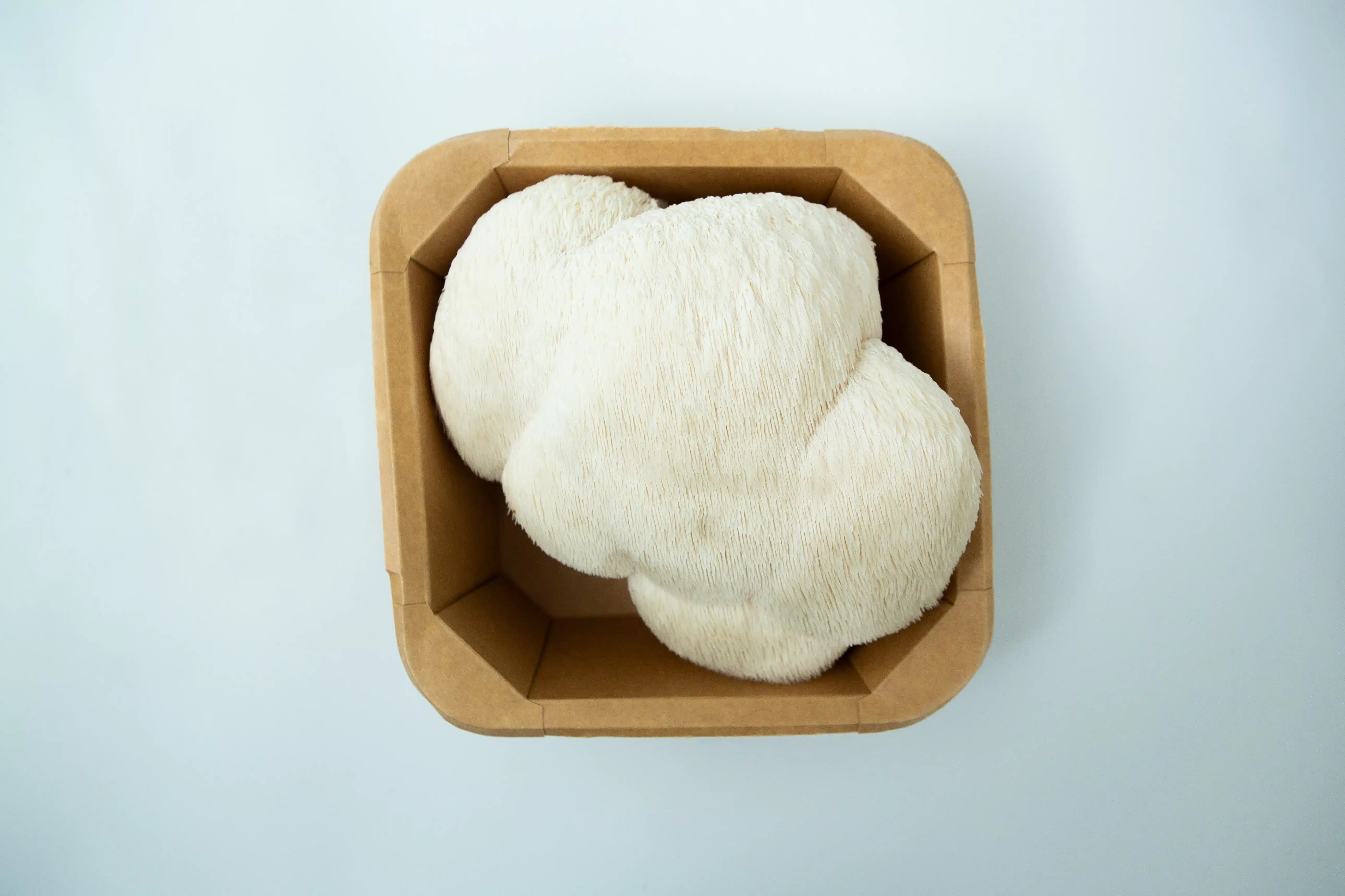 Mushroom Punnet | Fresh Lion's Mane Sydney | Collection only—fresh Lion's Mane mushrooms in a punnet, ready for Sydney foodies seeking top-quality produce.