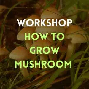 A cluster of mushrooms with text: Workshop | Learn How to Grow Mushroom overlaid on the image.