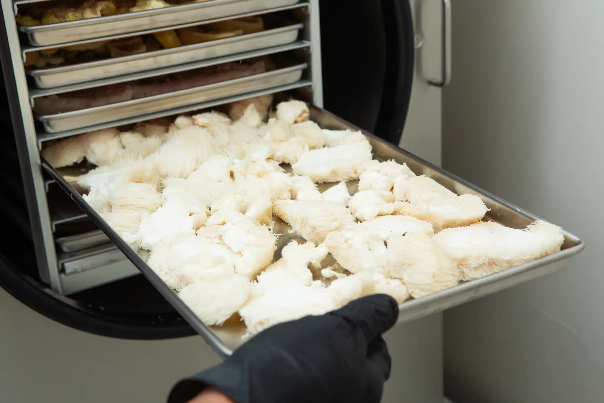 A gloved hand places a tray of white Lion's Mane mushrooms into a multi-tray freeze drier to produce Freeze Dried Mushroom Lion's Mane.