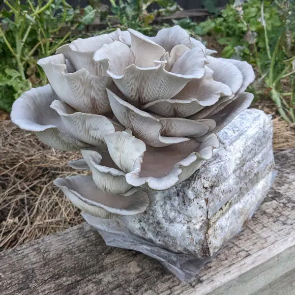 Mushroom Growing Kit Problems, Tips and Tricks 1 Grey oyster mushrooms growing in a cluster from a rectangular block on a wooden surface outdoors.