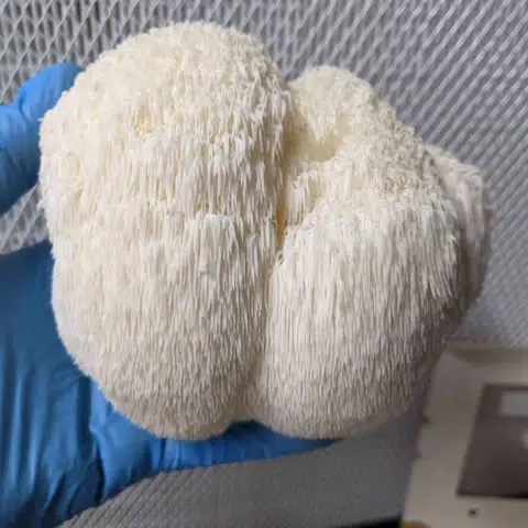 Gloved hand holding a large, fluffy, white Lion’s Mane mushroom in front of a mesh background.