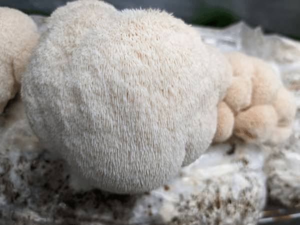 The Truth Behind 'Australian Lion's Mane' 2 White, furry Australian Lion’s Mane mushroom growing on a substrate in an indoor cultivation setting.