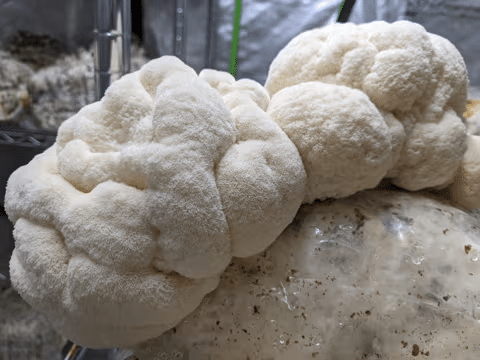 The Truth Behind 'Australian Lion's Mane' 3 A close-up of a fluffy, white Australian Lion's Mane mushroom growing on a substrate in an indoor setting.