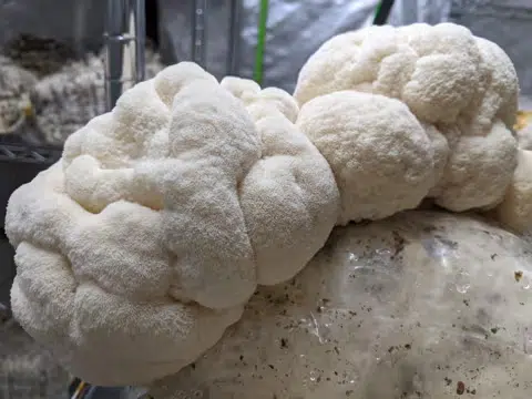 A close-up of a fluffy, white Australian Lion's Mane mushroom growing on a substrate in an indoor setting.