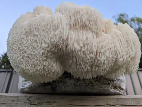 Large Australian Lion’s Mane mushroom growing on a block, with long white spines, outdoors against a blue sky.