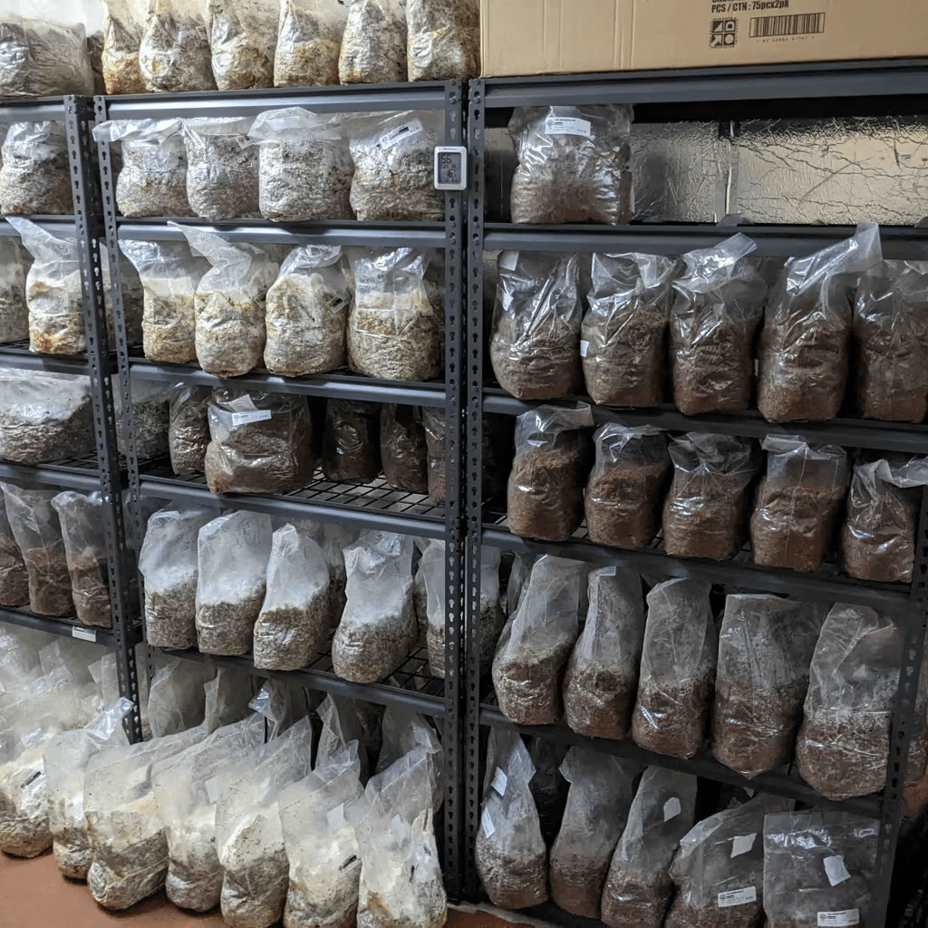 Guide to Growing Mushrooms at Home 2 Bags of substrate on metal shelves in a room, perfect for Home Mushroom Cultivation or following a Mushroom Guide for growing mushrooms at home.
