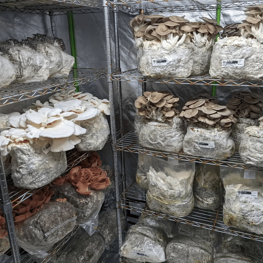 Guide to Growing Mushrooms at Home 3 Bags of mushrooms growing on metal shelves in an indoor cultivation set-up, perfect for anyone interested in growing mushrooms at home or looking for a practical mushroom guide.