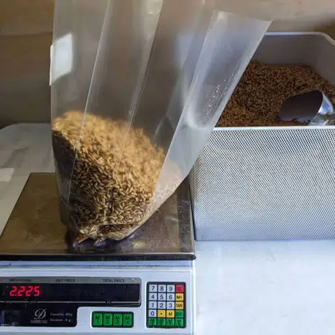 A bag of grains on a digital scale reads 2.225 kg, with a bin of more grains and a metal scoop nearby—perfect for preparing Mushroom Grain Spawn as part of a comprehensive guide to successful cultivation.