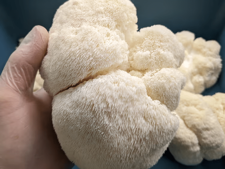 Lion's Mane Supplements 1 A gloved hand holds a large, white, shaggy Lion's Mane Mushroom with more Lion's Mane mushrooms in the background.