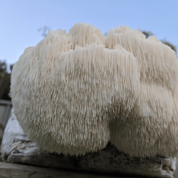 Lion's Mane Supplements 2 Close-up of a large Lion’s Mane mushroom with long, white, shaggy spines against a blue sky background—nature’s inspiration for popular Lion’s Mane supplements.