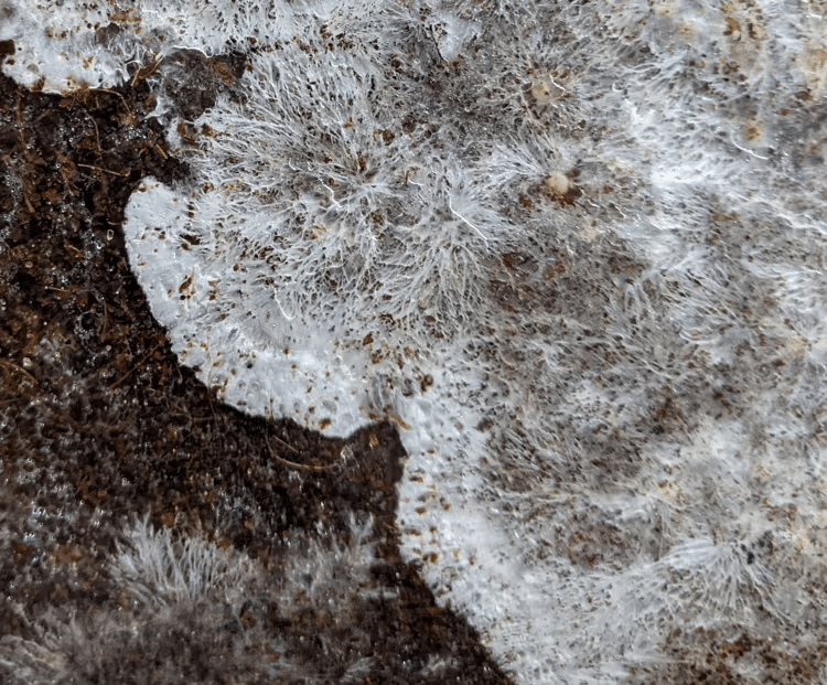 How do Mushroom Grow Kits Work? 1 Close-up of white, fuzzy mould spreading across a dark, moist surface—a common sight in mushroom growing and helpful for understanding how mushroom kits work.