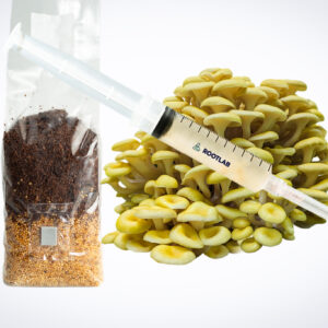 A syringe, yellow oyster mushrooms, and a sealed bag of substrate against a white background.