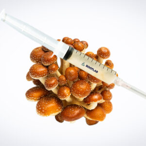 A syringe filled with liquid rests on a cluster of brown mushrooms against a white background.