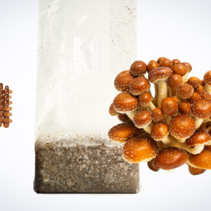 A mushroom growing kit with brown mushrooms emerging next to a sealed bag of substrate and a wooden dowel diagramme.