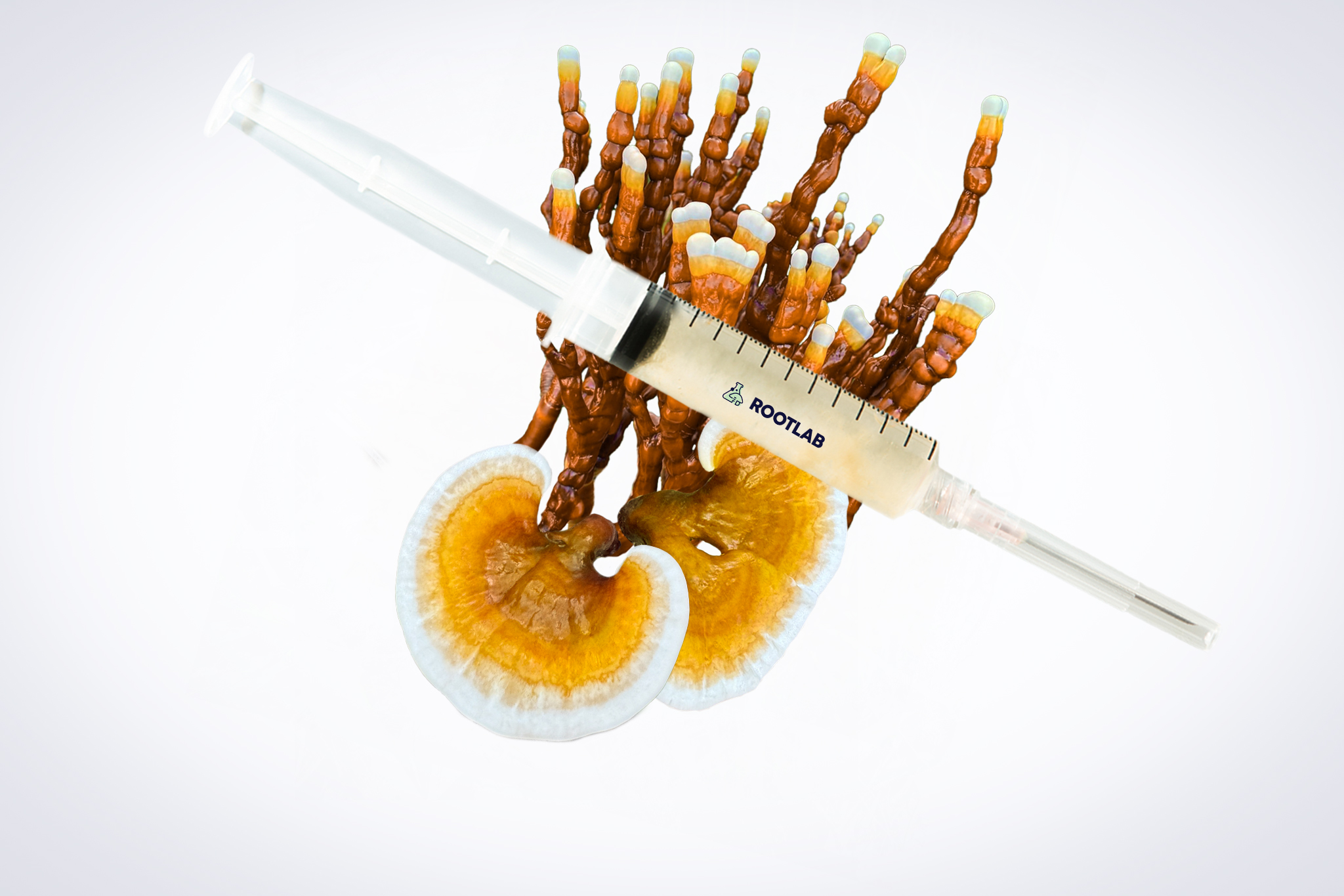 Mushroom Liquid Culture | Native Australian Reishi | Ganoderma steyaertanum | Commercial 1 A syringe placed over a reishi mushroom with orange and white caps on a white background.
