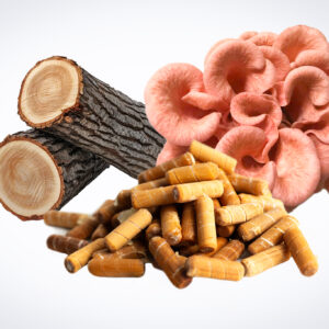 Log sections, pink oyster mushroom cluster, and brown capsules arranged on a white background.