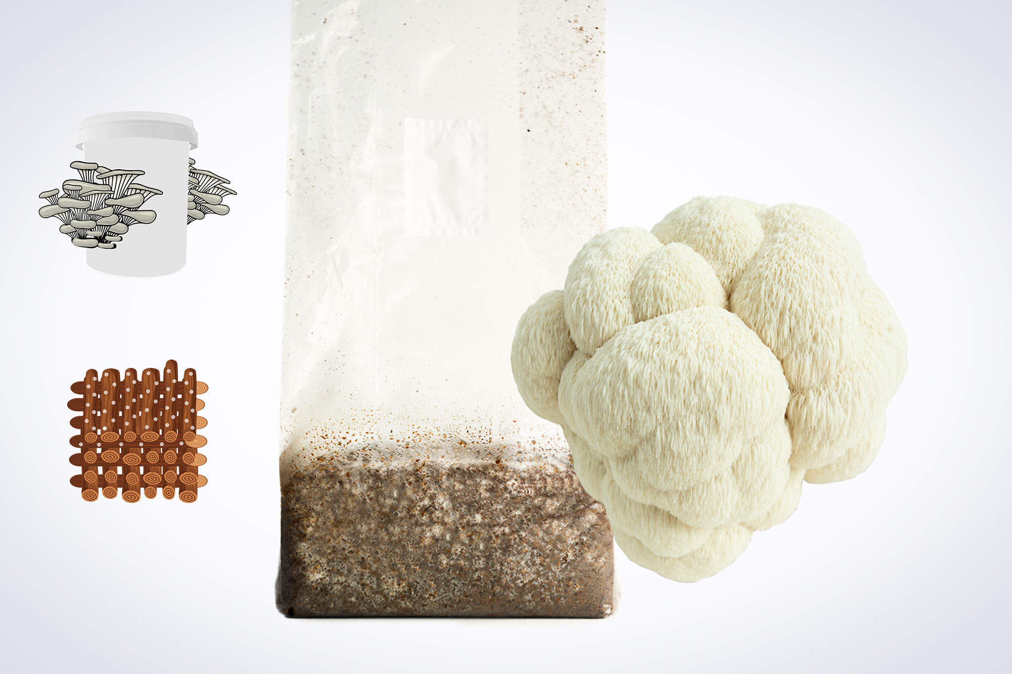Sawdust spawn for mushroom log inoculation- 3kg | Lion’s Mane Pride | Hericium erinaceus 1 Mushroom growing kit with a plastic bag of substrate, lion’s mane mushroom, and illustrations of other mushrooms.
