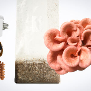 Home 32 Illustration of mushroom growing kit components: a bag, pink mushrooms, a bucket, jar, and brown discs.