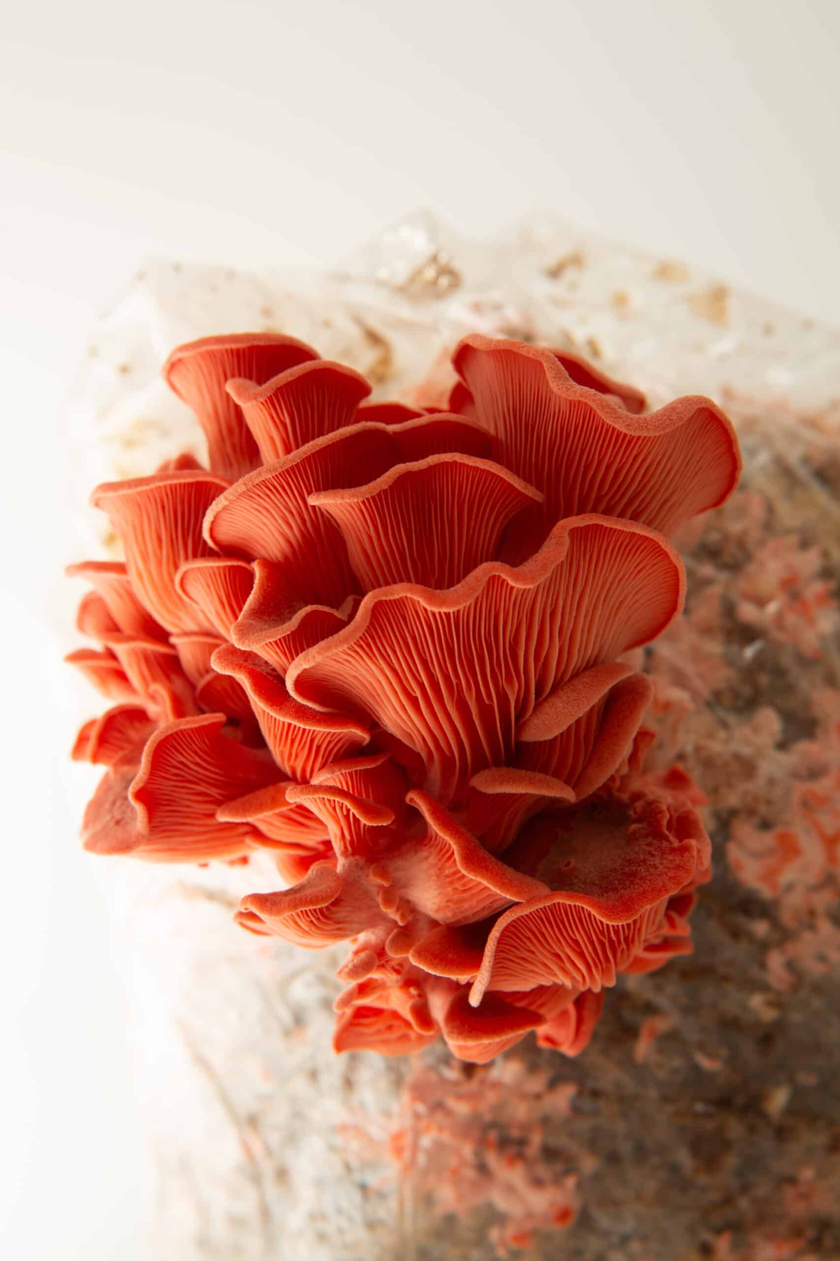 Pink Oyster Mushroom Growing Kit | Inject & Grow 8 Bright red oyster mushrooms growing from a plastic bag filled with substrate against a light background.