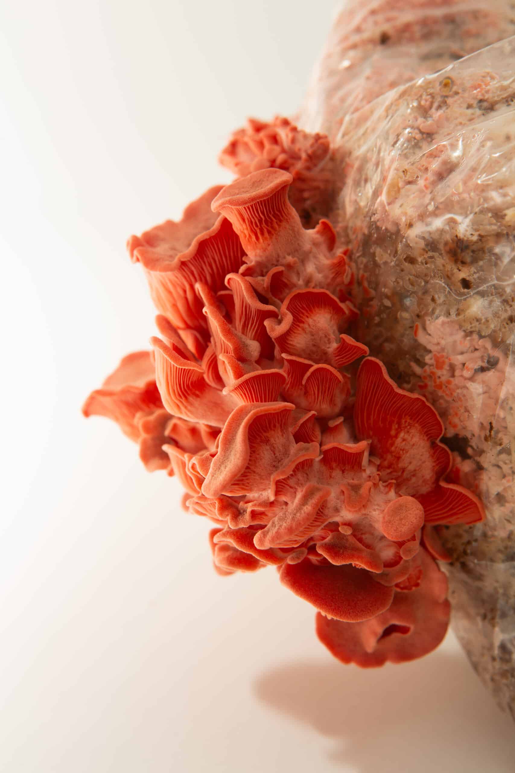 Pink Oyster Mushroom Growing Kit | Inject & Grow 7 Pink oyster mushrooms growing on a substrate block wrapped in plastic against a white background.