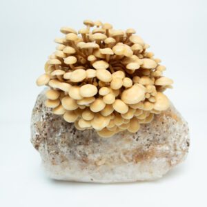 Golden Enoki (Flammulina velutipes) mushrooms grow from a white substrate in the Golden Enoki Mushroom Grow Kit - Spray and Grow - 3kg, shown against a plain white background.