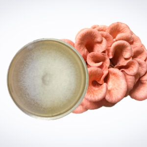 Home 32 A petri dish with white fungal growth next to a cluster of pink oyster mushrooms on a white background.