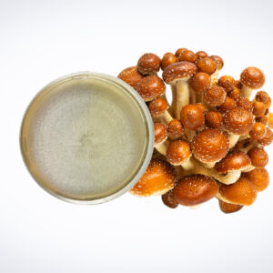 Home 32 A cluster of brown mushrooms next to a petri dish with white fungal growth, on a white background.