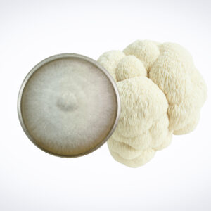 Home 29 A top view of a petri dish with mycelium next to a lion's mane mushroom on a white background.