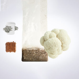 A lionโs mane mushroom, a growing kit bag, brown blocks, and a container with oyster mushrooms illustrated.