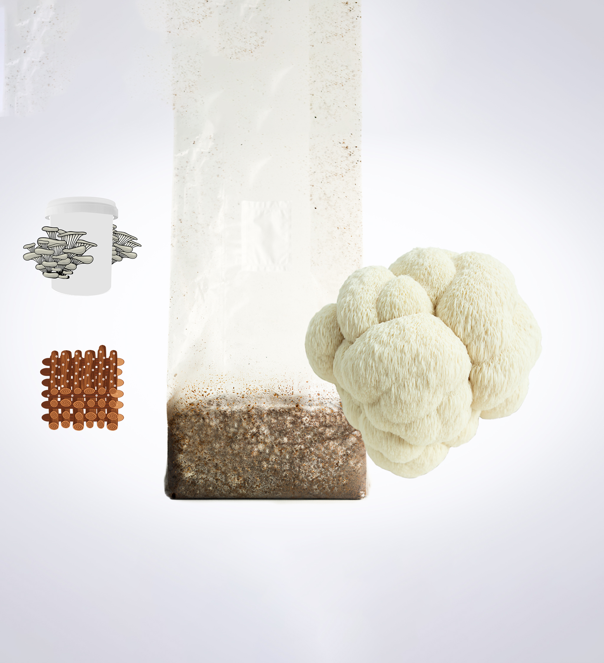 Sawdust spawn for mushroom log inoculation- 3kg | Lions Mane Pride | Hericium erinaceus 1 A lionโs mane mushroom, a growing kit bag, brown blocks, and a container with oyster mushrooms illustrated.