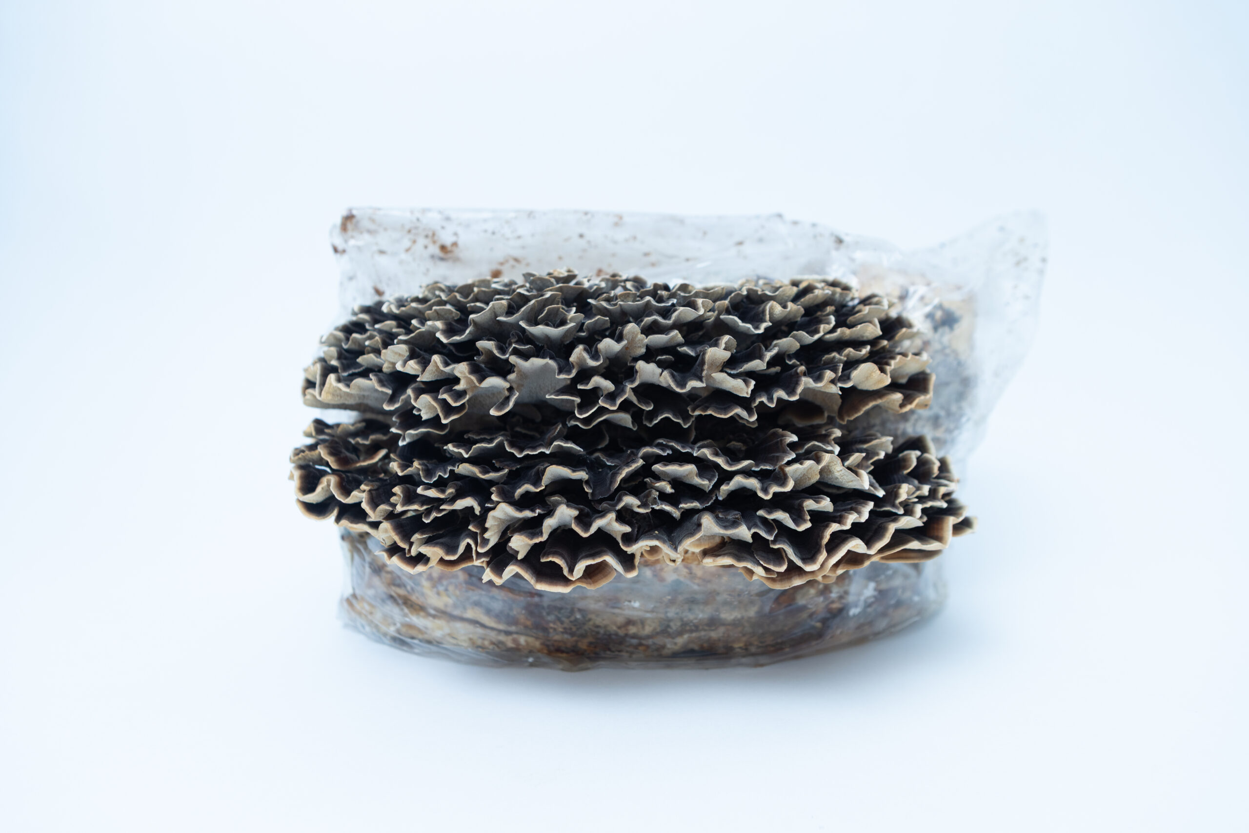 Mushroom Liquid Culture | Native Turkey Tail | Trametes versicolor polyporales 3 Frilly dark mushrooms growing from a clear plastic bag against a plain white background.