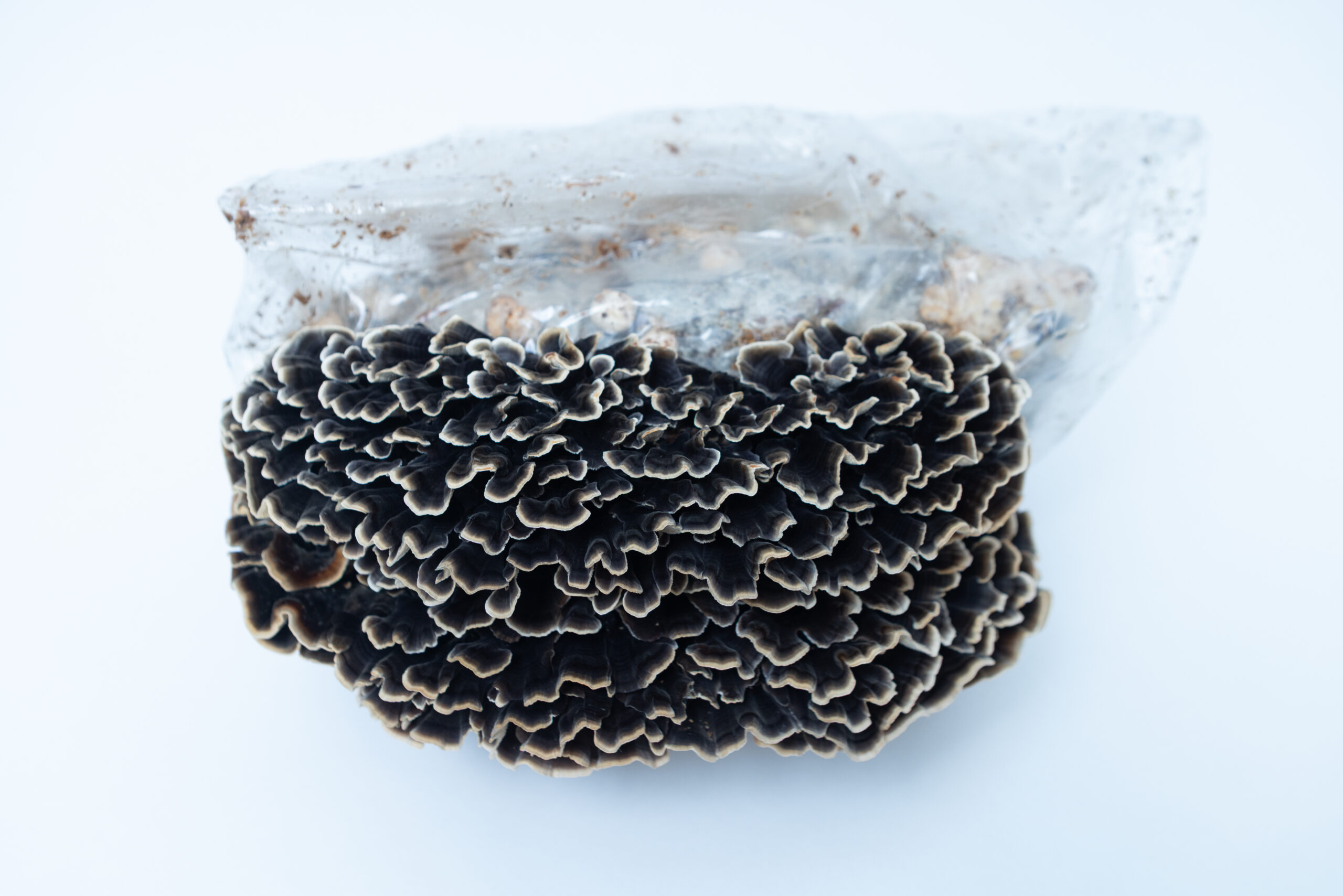Mushroom Liquid Culture | Native Turkey Tail | Trametes versicolor polyporales 4 Black fungus mushroom growing from a clear plastic bag, against a plain white background.