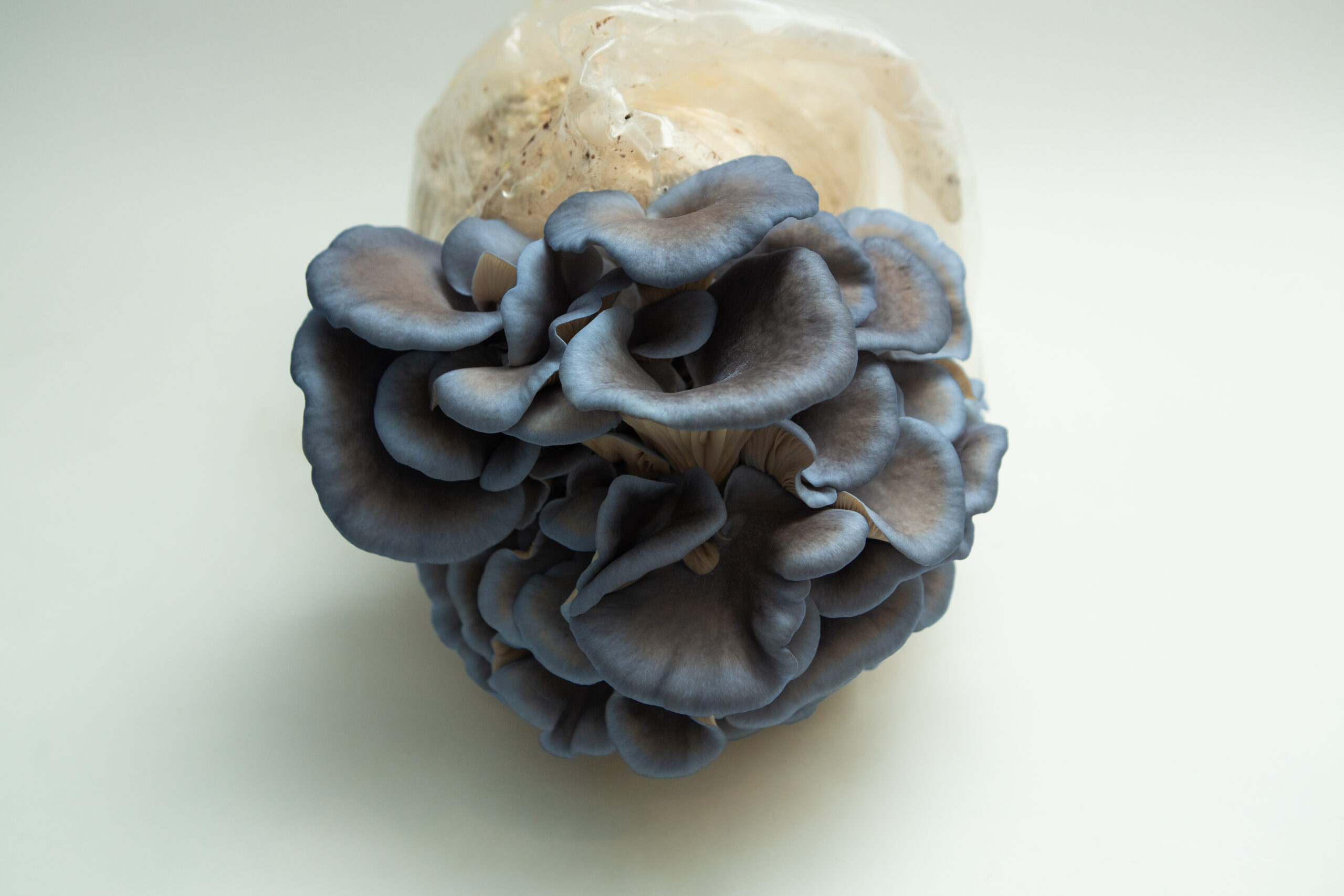 Spray and Grow Kit Bundle 1 Cluster of blue oyster mushrooms growing from a plastic bag on a white background.