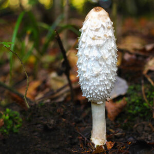 A tall white shaggy mushroom grows from the forest floor, surrounded by leaves, moss, and blurred greenery.