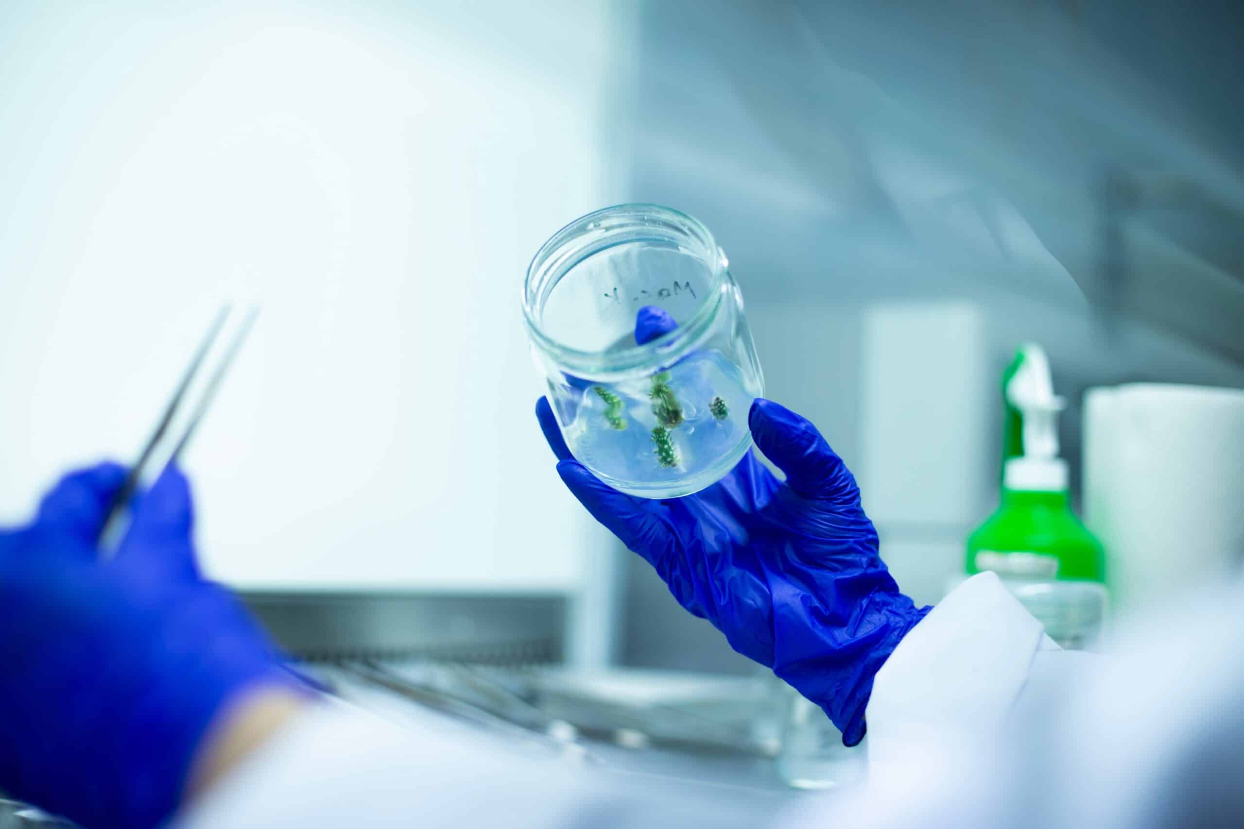 Stainless Steel Plant tissue culture Lab Forceps | Curved & Straight Tips | 25cm 9 Gloved hand holding a glass jar with small green plants in a laboratory setting.