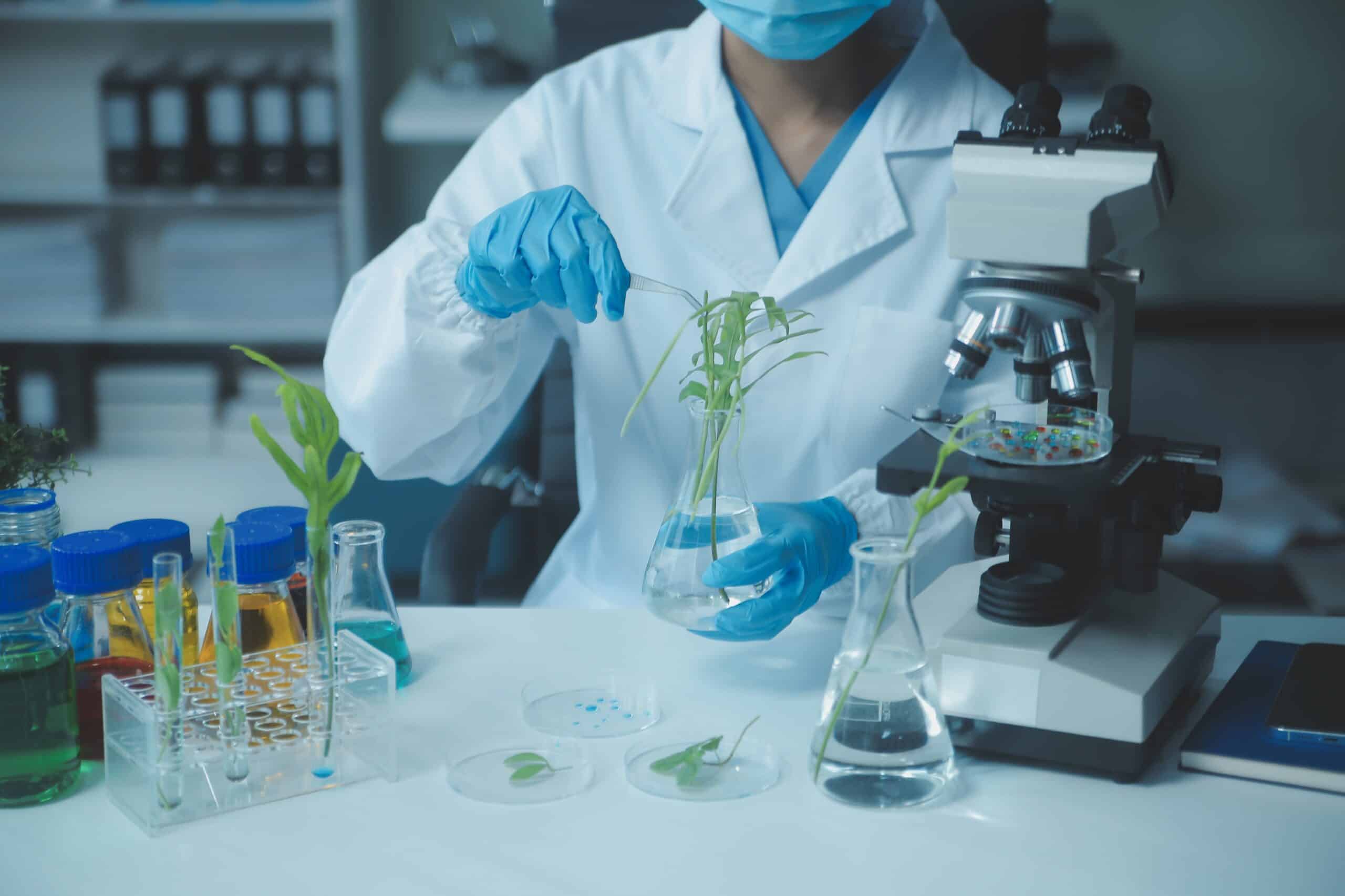 Stainless Steel Plant tissue culture Lab Forceps | Curved & Straight Tips | 25cm 10 Scientist in lab coat examines plant in flask, surrounded by lab equipment and microscope.