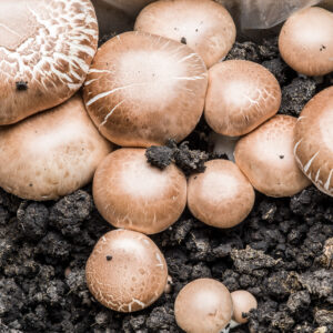 Mushroom Liquid Culture | Brown Portobello | Agaricus bisporus var. hortensis