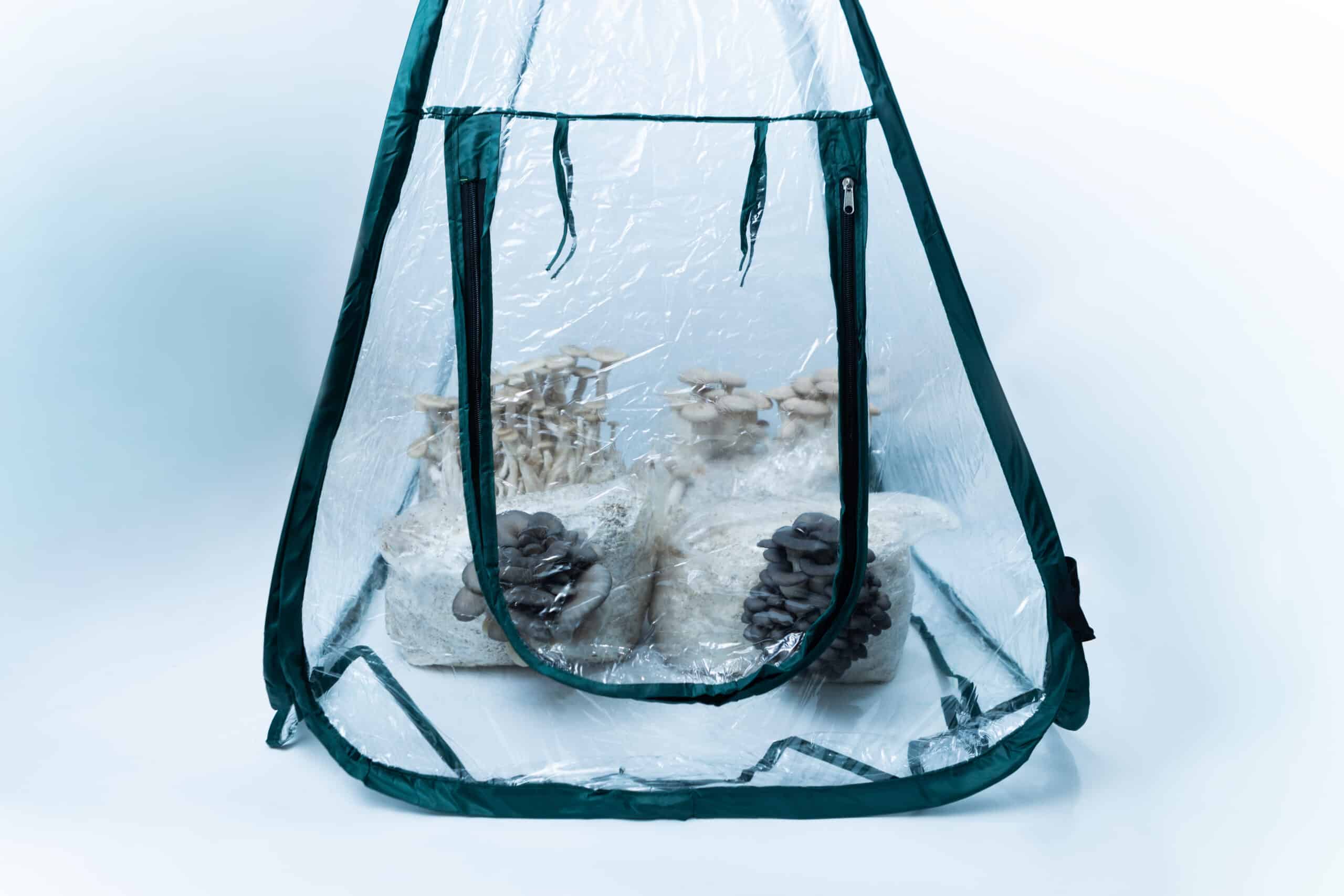 Mini Pop Up Grow Tent - Indoor Mushroom & Plant Greenhouse 2 Clear tent with bags of mushrooms growing inside, viewed from the front against a white background.