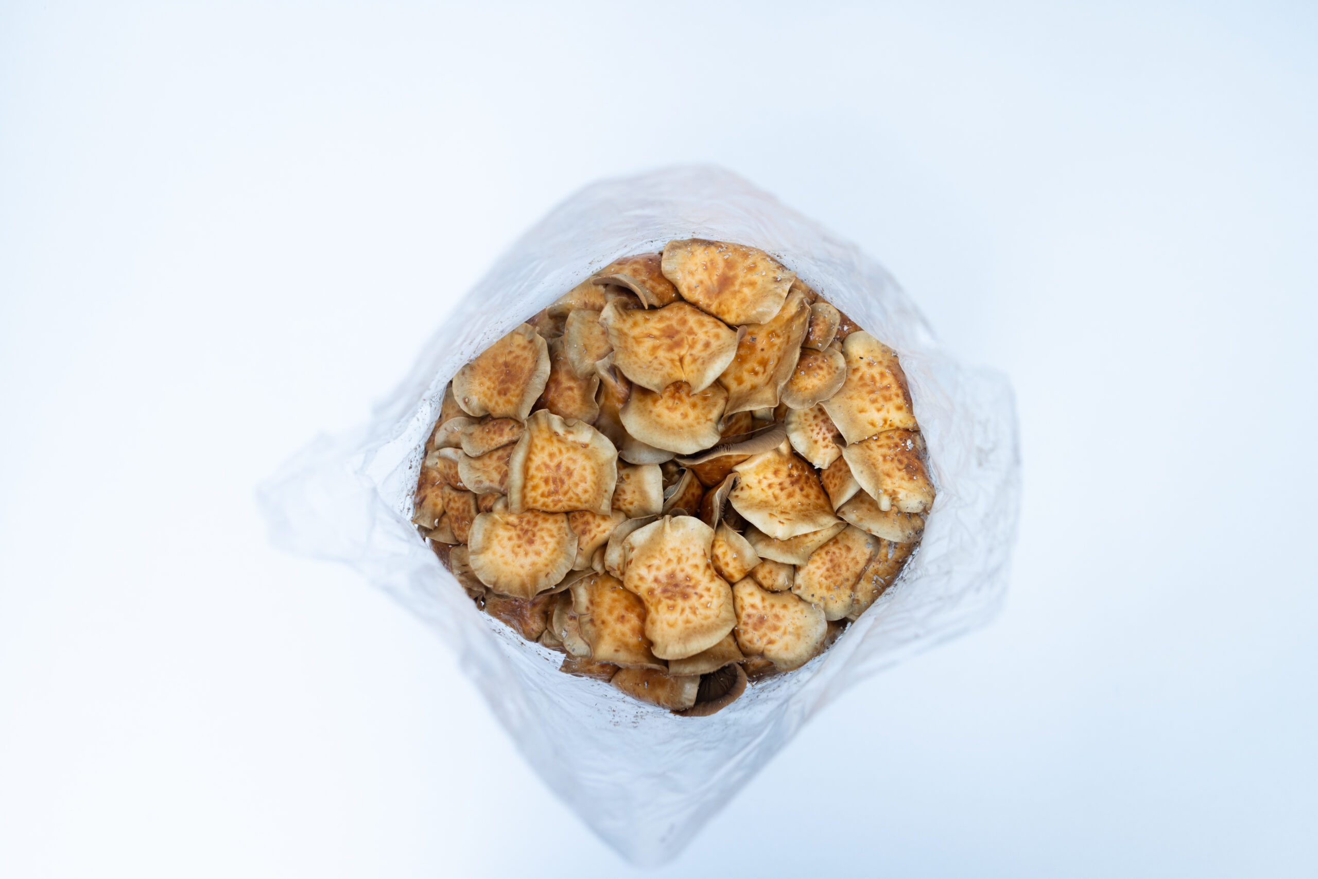 Nameko | Pholiota microspora | Mushroom Grow Kit- Spray and Grow - 3kg 4 A plastic bag filled with small, round pieces of toasted bread seen from above on a white background.