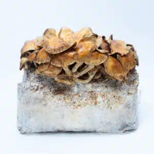 Cluster of brown mushrooms growing from a rectangular white block against a plain white background.