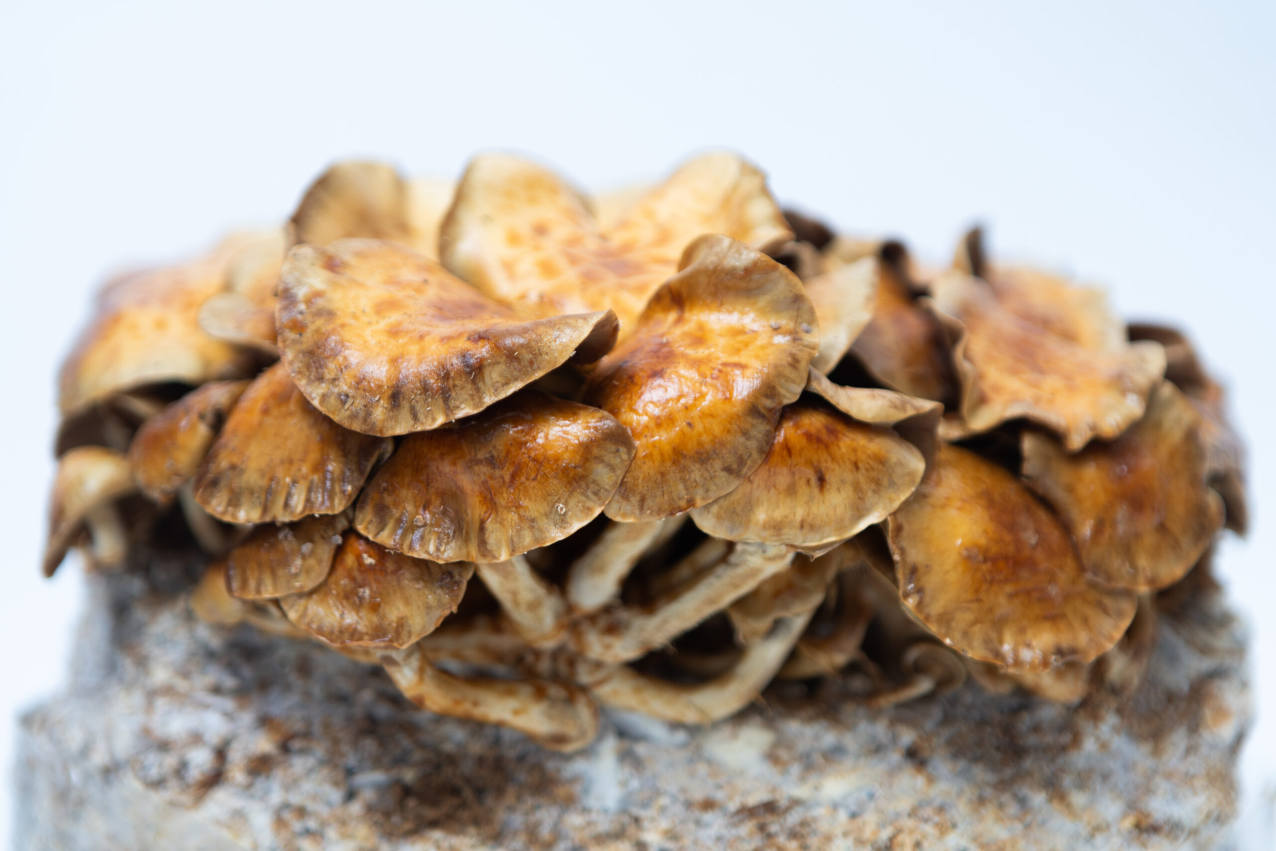Nameko | Pholiota microspora | Mushroom Grow Kit- Spray and Grow - 3kg 3 Nameko | Pholiota microspora | Mushroom Grow Kit- Spray and Grow - 3kg - Image 3