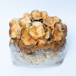 Brown mushrooms growing from a rectangular block of substrate, set against a plain white background.